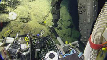 Media type: image;   Invertebrate Zoology 153114 Description: live specimen;